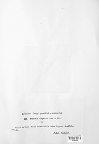 Puccinia dispersa image